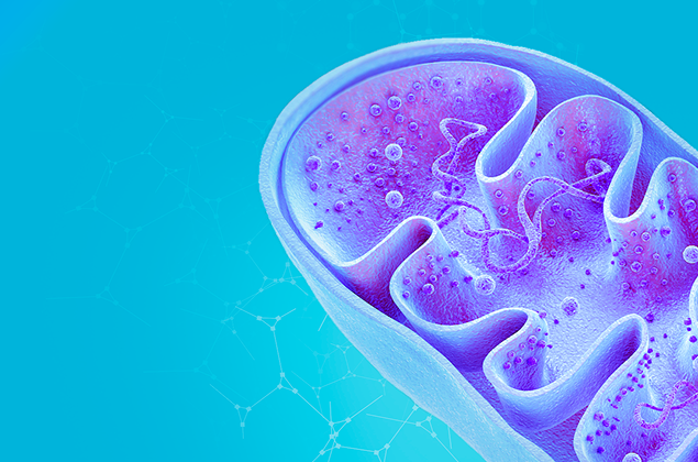 Fatty acid balance in anti-aging medicine. Phases of detox and its relationship to the body’s major metabolic pathways.